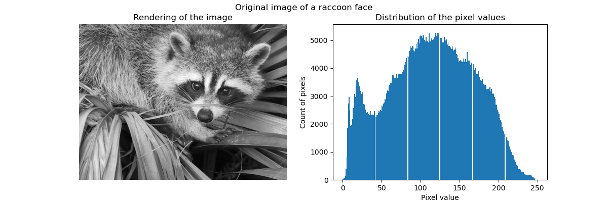 Original image of a raccoon face, Rendering of the image, Distribution of the pixel values